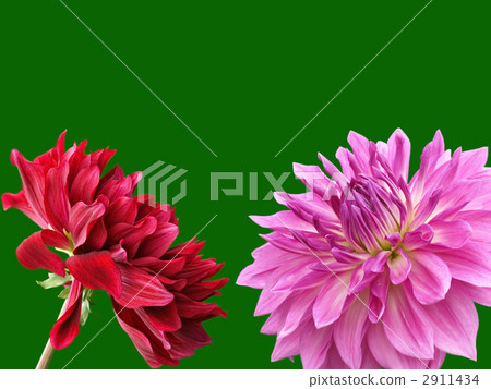 Hymn and black butterfly 2911434