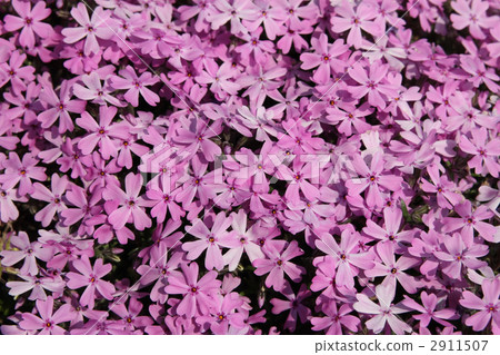 地面粉紅色 地面粉紅色 2911507