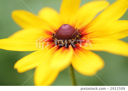 金光菊花 2911509