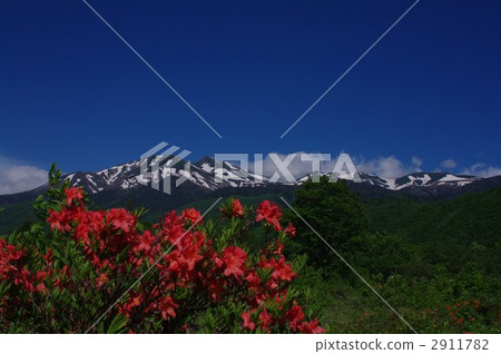 Shinshu Norikura初夏和Renge杜鵑花 2911782