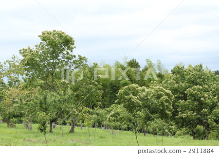 Chestnut Tree 2911884