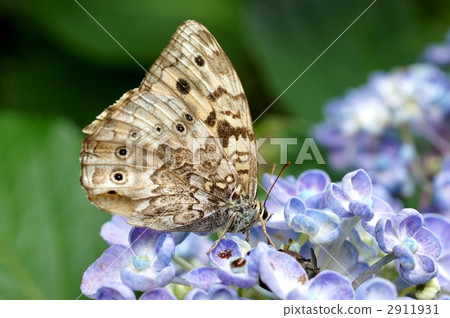 沙依蝴蝶 豆灰蝶 蝴蝶 2911931