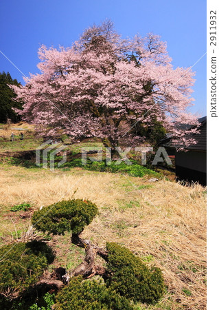 在廣島縣的野山櫻桃樹 2911932