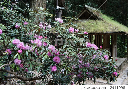 杜鵑花 奈良縣 寺 2911998