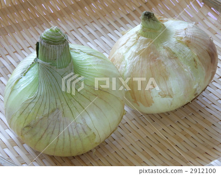 Bulb on the slice 2912100