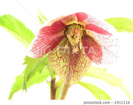 聖誕節玫瑰 聖誕節玫瑰 2912116