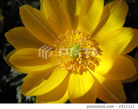Adonis ramosa Adonis ramosa 2912121