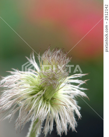 Okinagusa's silk hair Okinagusa's silk hair 2912142