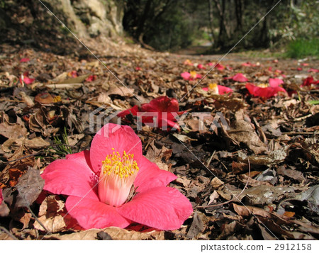 落下的山茶花 落下的山茶花 2912158