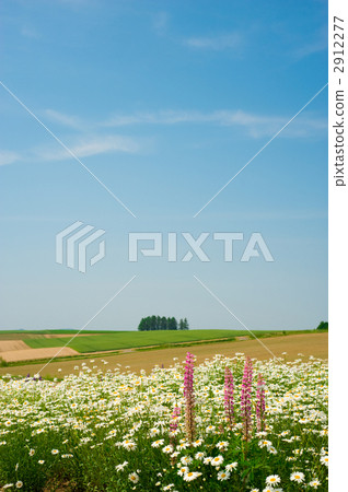 Flowers and hills Flowers and hills 2912277