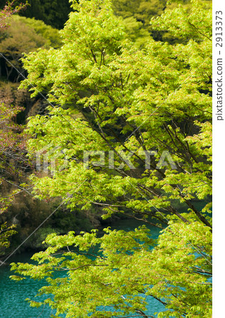 Tenryu River in the fresh green 2913373