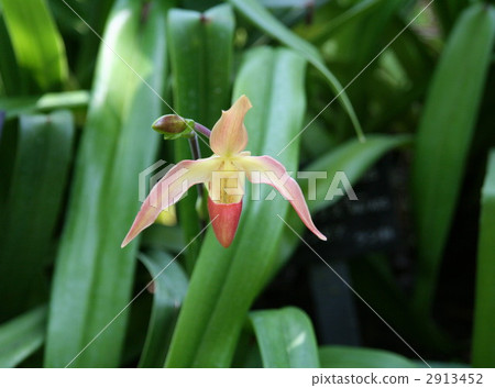 Paph. Pedirum Paph. Pedirum 2913452