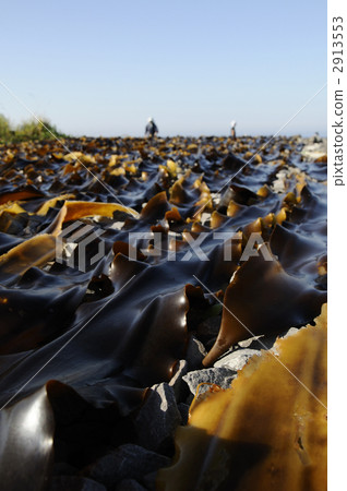 Rishirijima Kujo district kelp fishing Rishirijima Kujo district kelp fishing 2913553