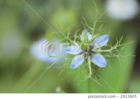 Flowers of blackcurrant 2913605