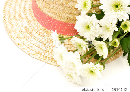 風車菊 花朵 花 2914742