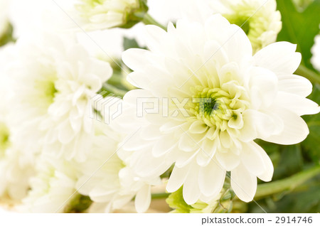 風車菊 花朵 花 2914746