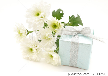 風車菊 禮物 送禮 2914751