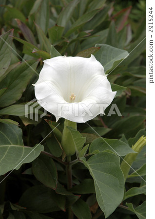 68043 Morning glory 2915244