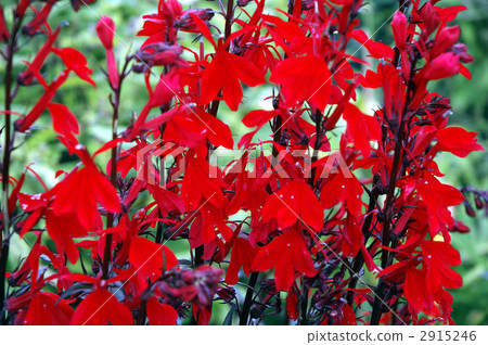 68044 Lobelia 68044 Lobelia 2915246