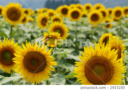 Sunflower town Sunflower town 2915285