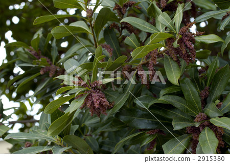 68142 Yamamomo 2915380