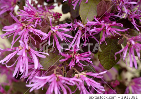 68143 Tokiwamansaku 2915381