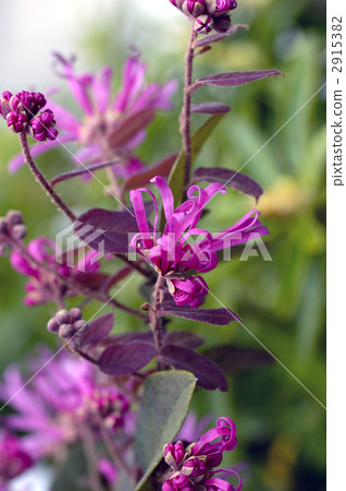 68144 Tokiwamansaku 2915382