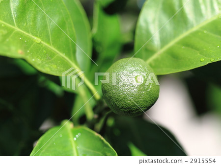 Branch fruit of oranges 2915554