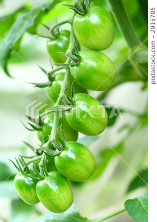 冰鎮咖啡 夏令時蔬 夏季蔬菜 2915705