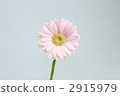 非洲菊 花朵 花 2915979