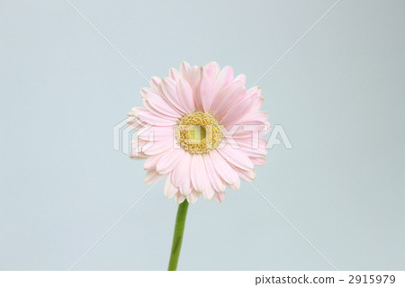 非洲菊 花朵 花 2915979