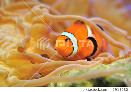銀蓮花魚 銀蓮花魚 2915980