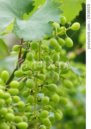 它很快就會很大 2916029