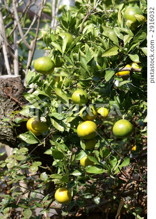 你也會立刻有美味的東西。 你也會立刻有美味的東西。 2916032