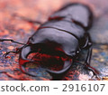 dorcus hopei binodulosus, stag beetle, stag-beetle 2916107