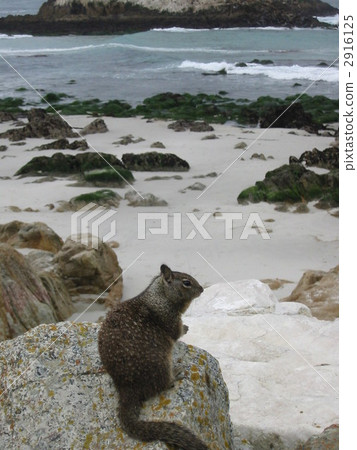 Monterey Coast and Squirrel Monterey Coast and Squirrel 2916125