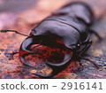 dorcus hopei binodulosus, stag beetle, stag-beetle 2916141