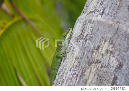 Green anol 2916381