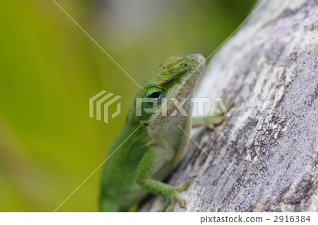 Green anol 2916384