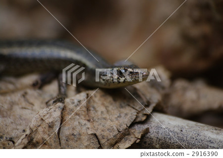 小笠原蜥蜴 2916390