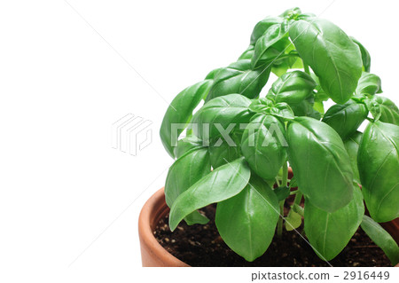 羅勒在花盆裡 2916449