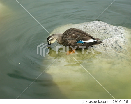 鴨子飲用水在池塘 2916456