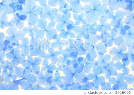 Hydrangea petal 2916605