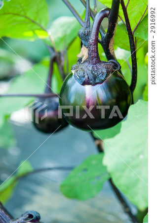 圓形茄子並排排列 2916992