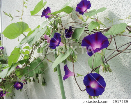 牽牛花 盛夏 花朵 2917389