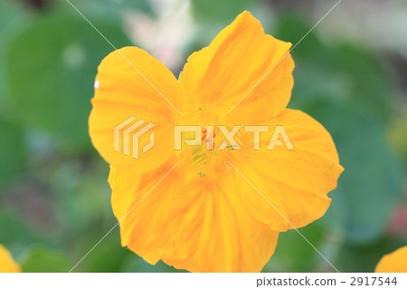 Nasturtium 2917544