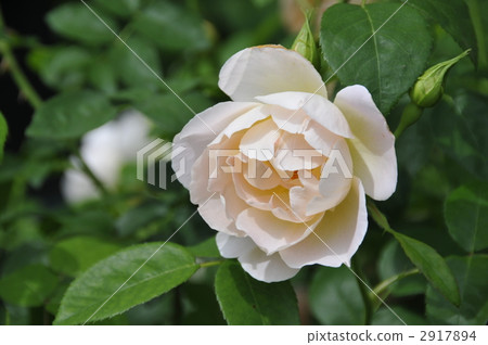 White rose White rose 2917894