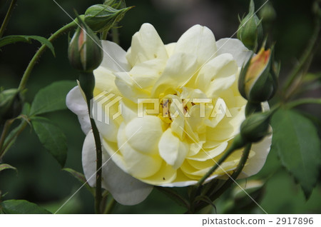 黃色玫瑰花 2917896