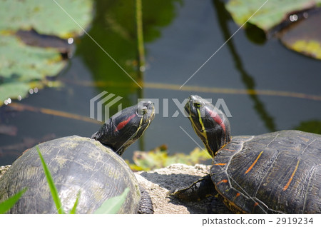 Two turtles 2919234