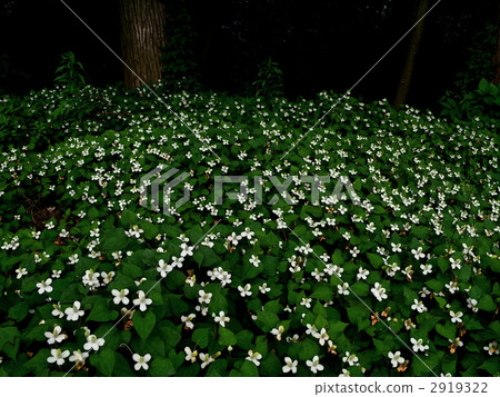 Dokudami group 2919322